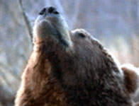 The world's largest brown bears